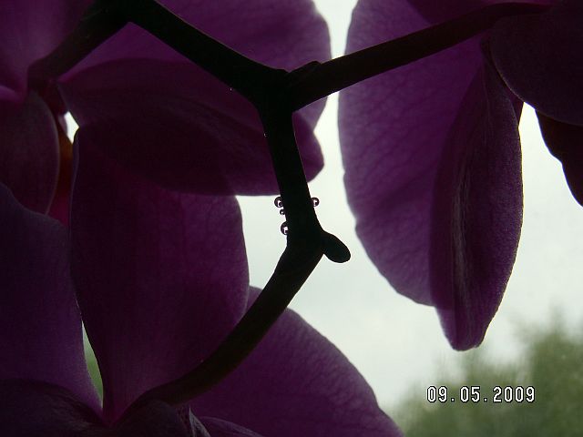 ost009.JPG